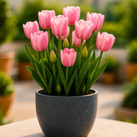 Tulip Flower seeds for Planting - Hardy Variety, Heirloom & GMO Free Seeds for Home Garden