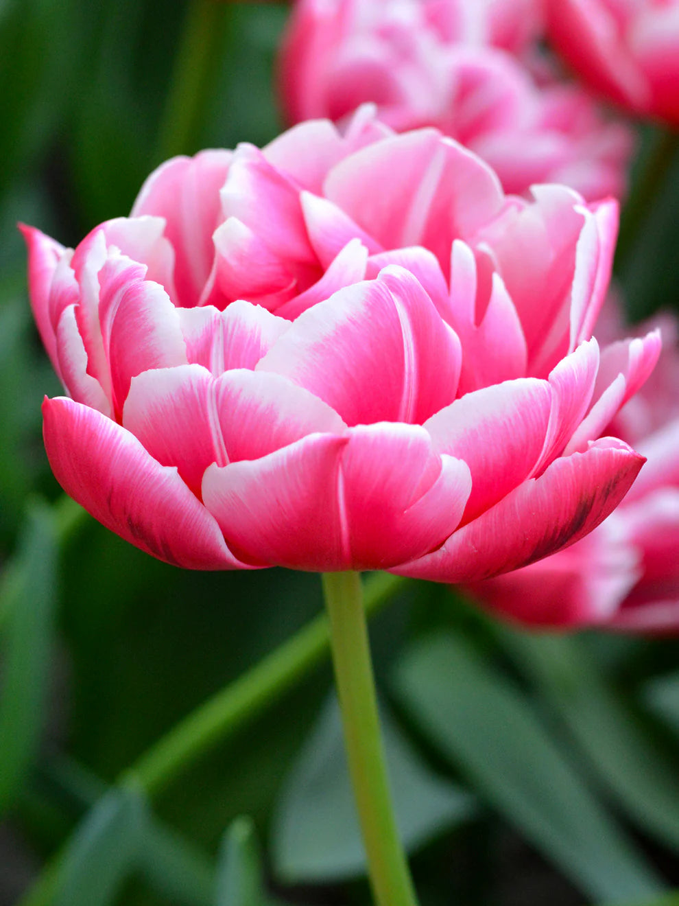Double Tulip Flower seeds for Planting Hardy Variety Heirloom & GMO Free Seeds for Home Garden 
 
 Sale