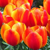 Orange Tulip Flower seeds for Planting - Easy to Grow, Heirloom & GMO Free Seeds for Home Garden