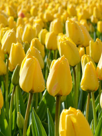 Yellow Tulip Flower Seeds for Garden Low Maintenance Heirloom & GMO Free Seeds for Home Garden
 
 Sale