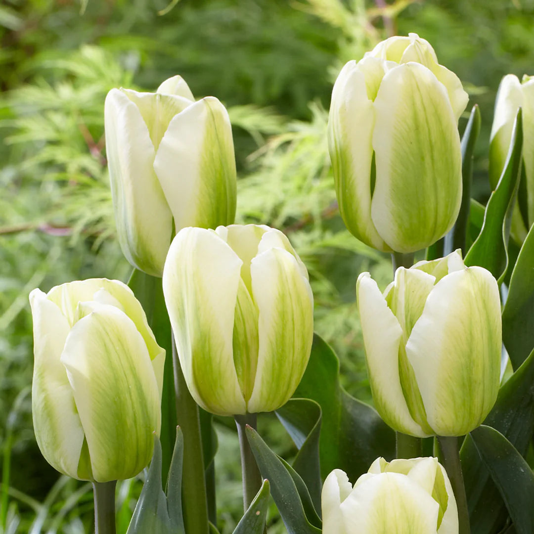 Yellow Green Tulip Flower seeds for Planting Hardy Variety Heirloom & GMO Free Seeds for Home Garden