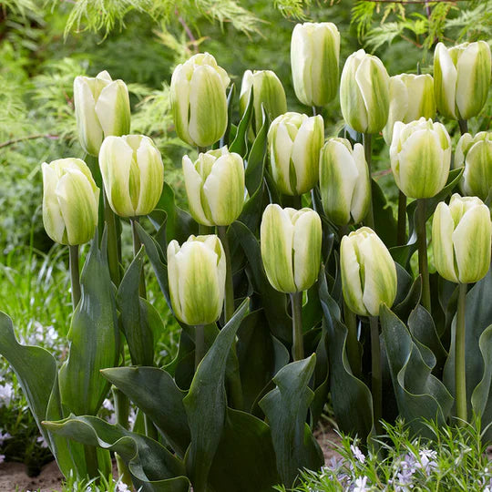 Green Yellow Tulip Flower seeds for Planting Pollinator Friendly Heirloom & GMO Free Seeds for Home Garden