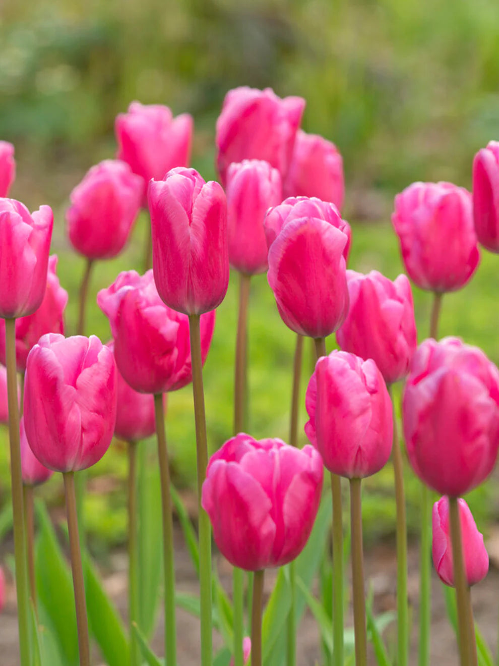 Baby Pink Tulip Flower Planting Seeds  Perfect for Spring Gardens