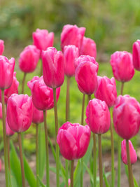 Baby Pink Tulip Flower Planting Seeds  Perfect for Spring Gardens