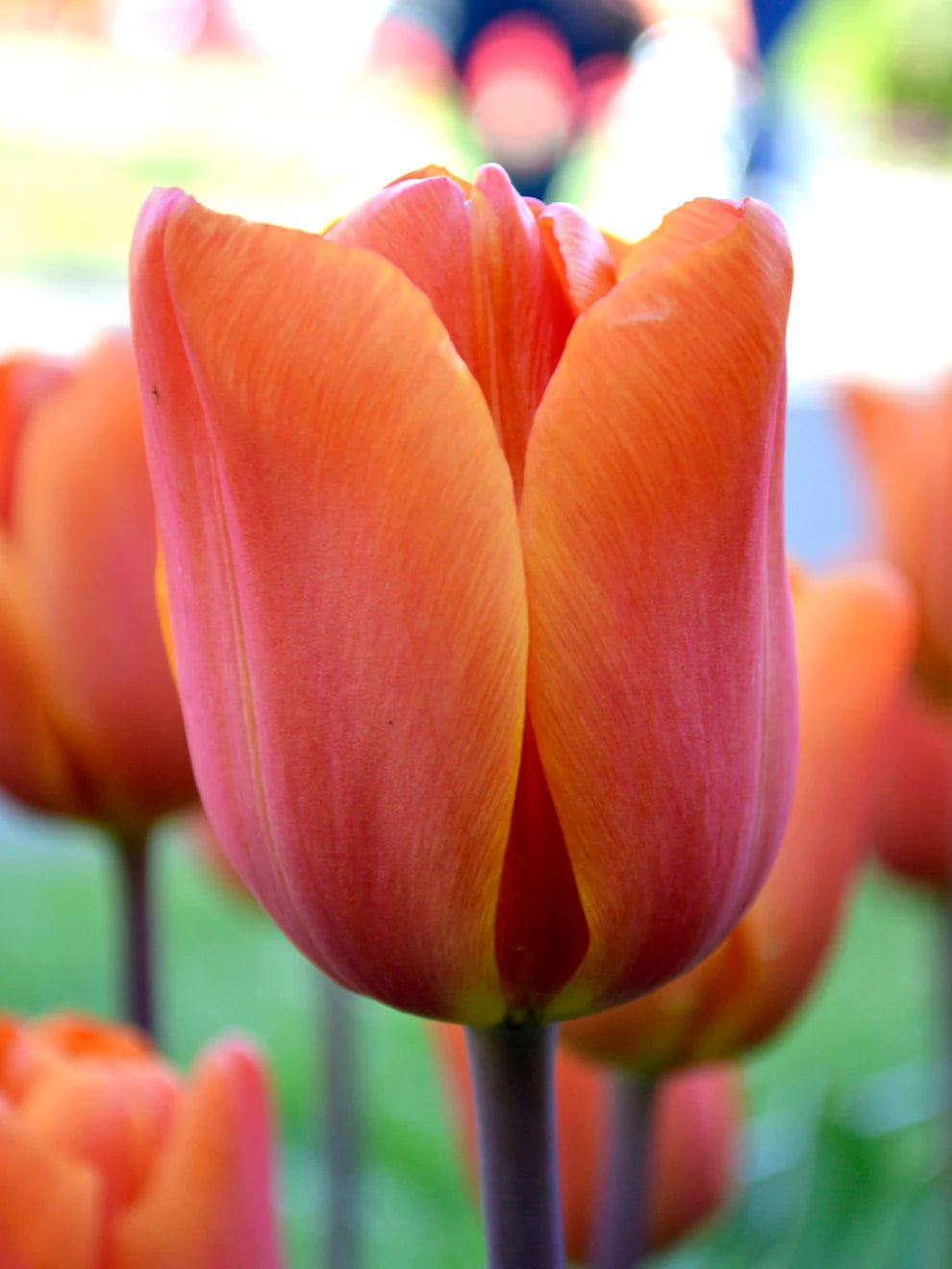 Orange Tulip Flower Seeds Shade Tolerant Heirloom & GMO Free Seeds for Home Garden
 
 Sale