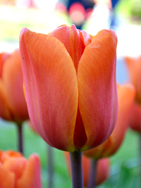 Orange Tulip Flower Seeds Shade Tolerant Heirloom & GMO Free Seeds for Home Garden
 
 Sale