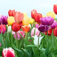 Tulip Flower seeds for Planting - Compact Growth, Heirloom & GMO Free Seeds for Home Garden