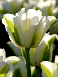 Green Tulips Flower seeds for Planting Cut Flower Favorite Heirloom & GMO Free Seeds for Home Garden
 
 Sale