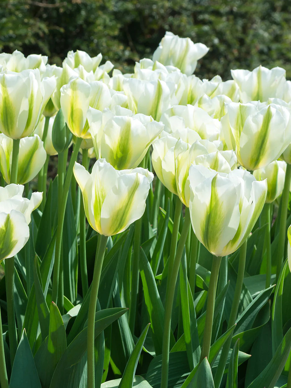 Light Green Tulip Flower Seeds for Planting – Bright Blooms Heirloom & NonGMO Seeds
 
 Sale