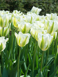 Light Green Tulip Flower Seeds for Planting – Bright Blooms Heirloom & NonGMO Seeds
 
 Sale