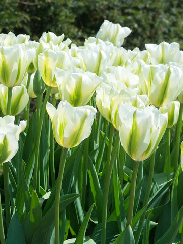 Green Tulips Flower seeds for Planting Cut Flower Favorite Heirloom & GMO Free Seeds for Home Garden
 
 Sale