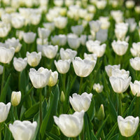 Tulip Flower seeds for Planting - Garden Favorite, Heirloom & GMO Free Seeds for Home Garden