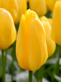 Light Yellow Tulip Flower seeds for Planting - Compact Growth, Heirloom & GMO Free Seeds for Home Garden