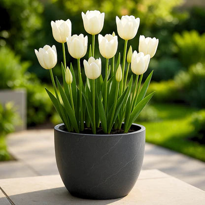 Tulip Petals Flower seeds for Planting Compact Growth Heirloom & GMO Free Seeds for Home Garden 
 
 Sale
