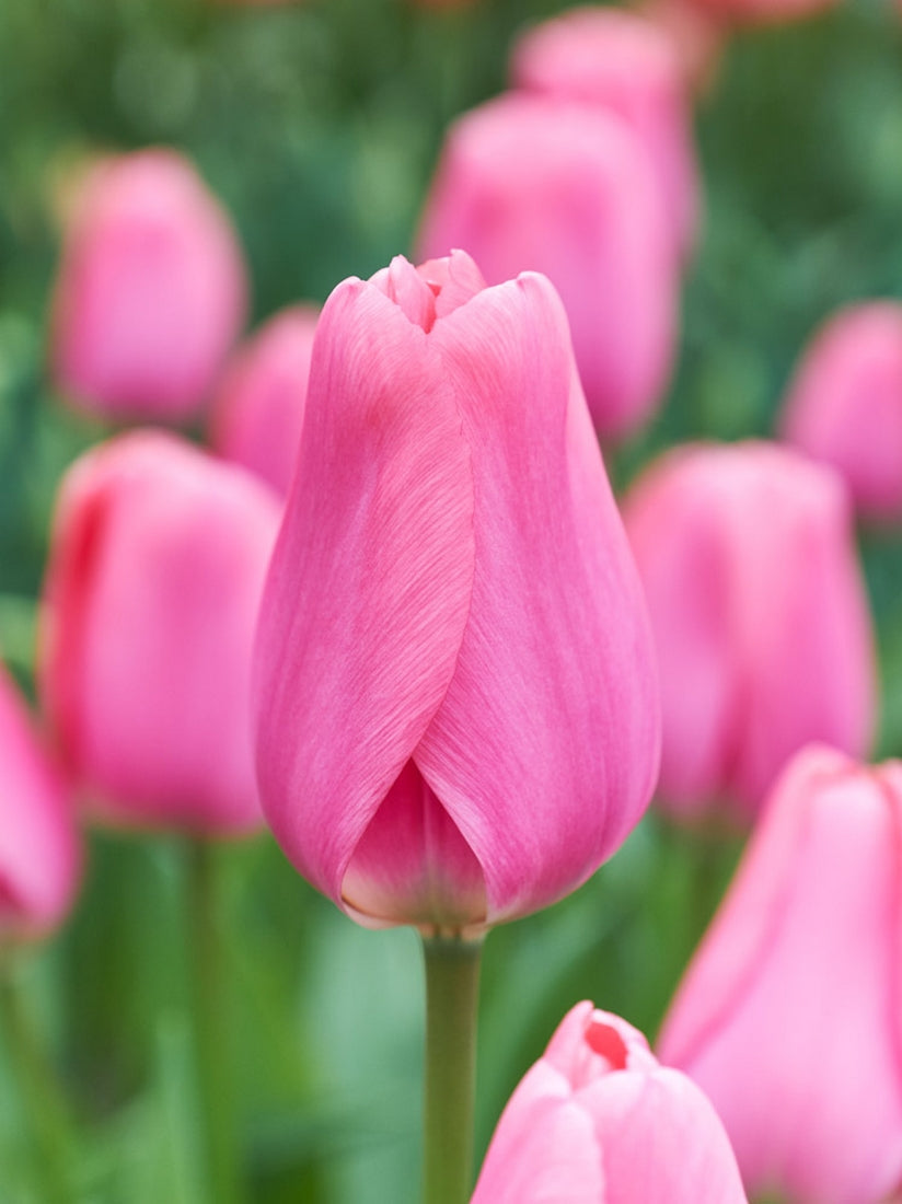 Pale Pink Tulip Flower seeds for Planting - Pollinator Friendly, Heirloom & GMO Free Seeds for Home Garden