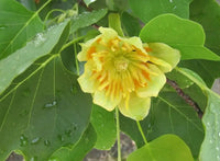 Tulpenbaum Flower seeds for Planting - Sun Loving, Heirloom & GMO Free Seeds for Home Garden