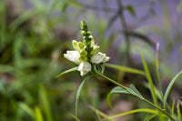 White Turtlehead Flower Seeds for Long-Lasting Hardy Planting  Seed for Lovely Outdoor Displays