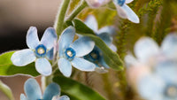 Blue star Tweedia flowering seeds for gardens