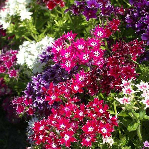 Butterfly-Friendly Twinkle Star Plants
