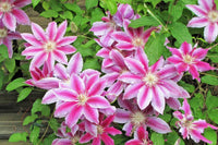 Mixed Clematis Flower seeds for Planting Fragrant Blossoms Heirloom & GMO Free Seeds for Home Garden 
 
 Sale