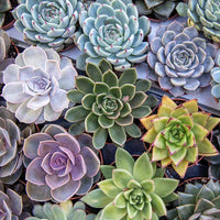 Mixed Echeveria Succulent Flower seeds for Planting Shade Tolerant Heirloom & GMO Free Seeds for Home Garden 
 
 Sale