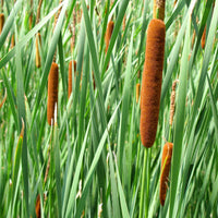 Cattail Flower seeds for Planting Vibrant Colors Heirloom & GMO Free Seeds for Home Garden