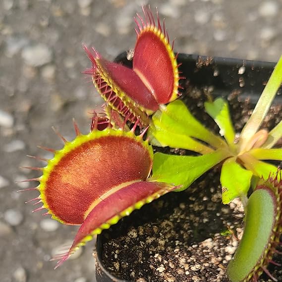 Insectivorous Flower seeds for Planting - Shade Tolerant, Heirloom & GMO Free Seeds for Home Garden