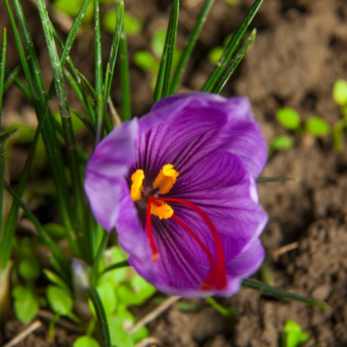 Crocus Sativus Flower seeds for Planting Shade Tolerant Heirloom & GMO Free Seeds for Home Garden
