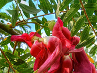Sesbania Grandiflora Flower seeds for Planting Fragrant Blossoms Heirloom & GMO Free Seeds for Home Garden