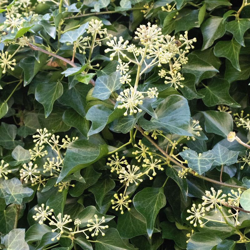 Ivy Flower seeds for Planting Premium Quality Heirloom & GMO Free Seeds for Home Garden