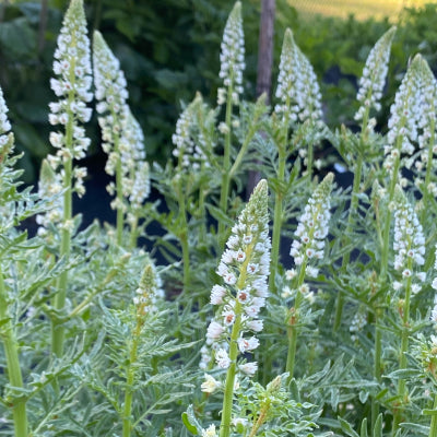 Heirloom Mignonette Flower seeds for Planting Sun Loving Heirloom & GMO Free Seeds for Home Garden