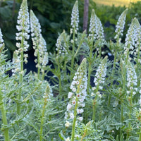 Heirloom Mignonette Flower seeds for Planting Sun Loving Heirloom & GMO Free Seeds for Home Garden