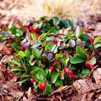 Red Gaultheria Flower seeds for Planting - Pollinator Friendly, Heirloom & GMO Free Seeds for Home Garden