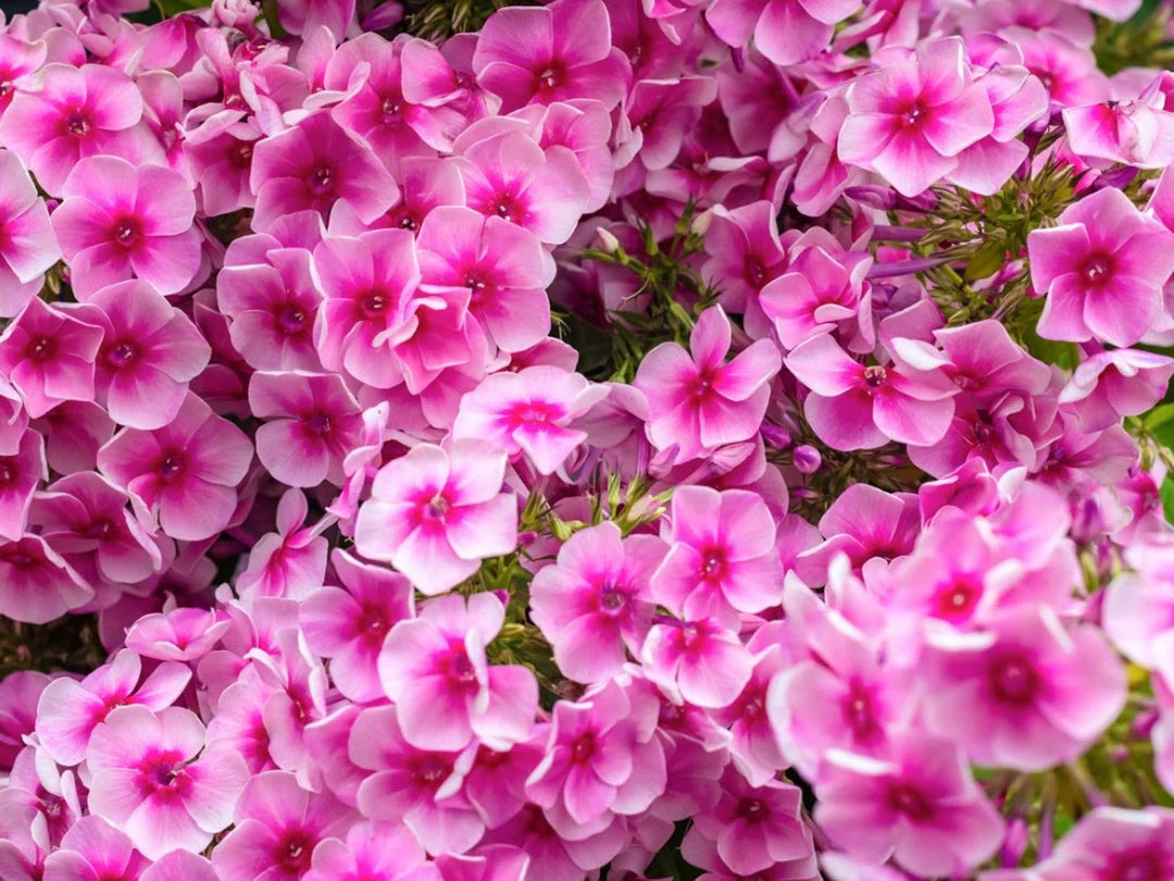 Perennial Flower seeds for Planting Seasonal Bloomer Heirloom & GMO Free Seeds for Home Garden
