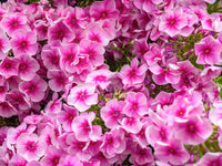 Perennial Flower seeds for Planting Seasonal Bloomer Heirloom & GMO Free Seeds for Home Garden