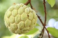Custard Apple Seeds for Home Garden Planting  Sweet Tropical Fruit