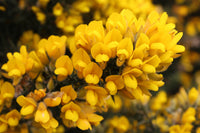 Gorse Ulex Europaeus Flower Seeds for Planting  Hardy Perennial Seeds for Vibrant Yellow Blooms