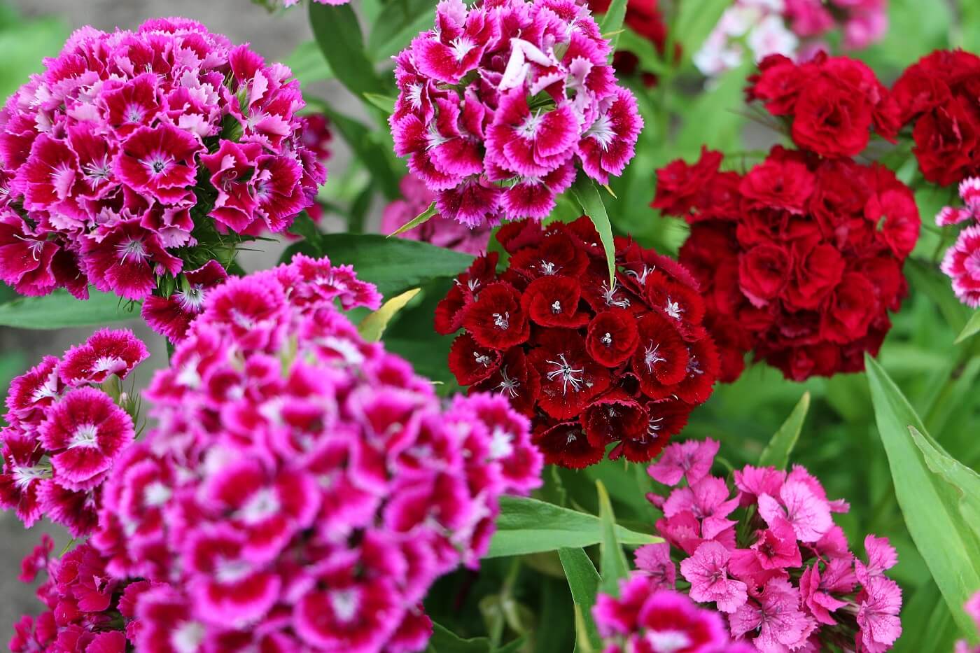 Pink William Flower seeds for Planting - Perfect for Borders, Heirloom & GMO Free Seeds for Home Garden