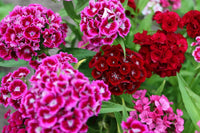 Pink William Flower seeds for Planting - Perfect for Borders, Heirloom & GMO Free Seeds for Home Garden