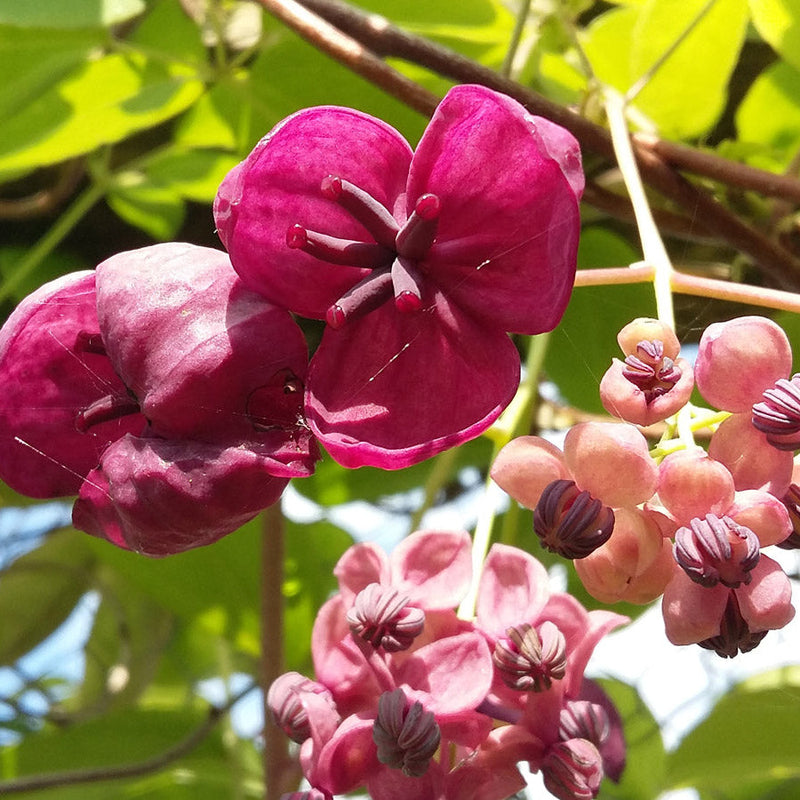 Red Akebia Flower seeds for Planting - Long Bloom Season, Heirloom & GMO Free Seeds for Home Garden
 
 Sale for planting in home garden
