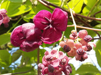 Akebia Flower seeds for Planting - Vibrant Colors, Heirloom & GMO Free Seeds for Home Garden