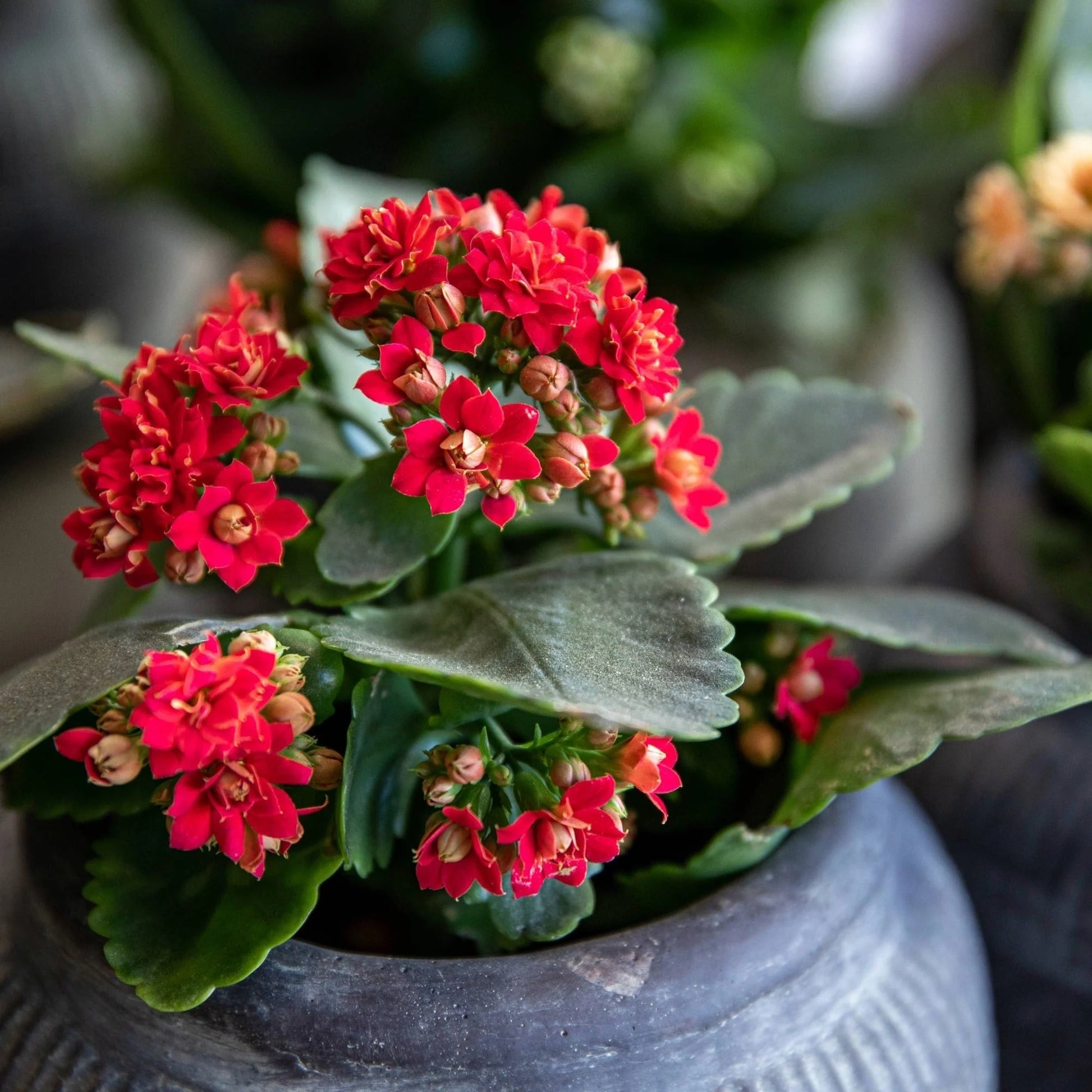 Red Kalanchoe Flower seeds for Planting Perfect for Borders Heirloom & GMO Free Seeds for Home Garden
 
 Sale