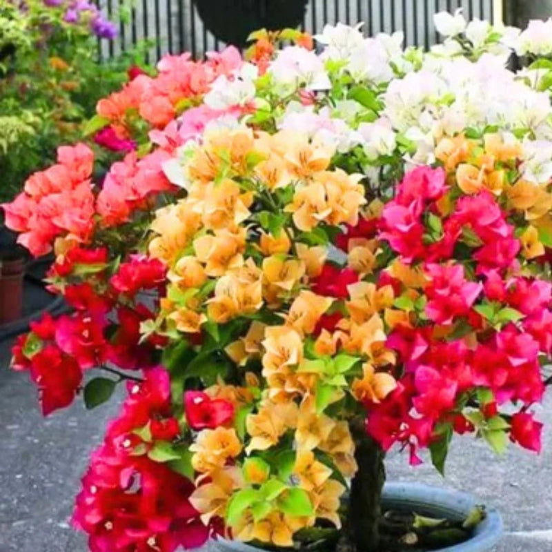 Mixed Color Bougainvillea Flower seeds for Planting Colorful Display Heirloom & GMO Free Seeds for Home Garden
 
 Sale