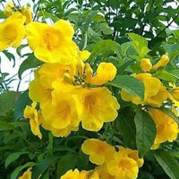 Yellow Alcea Ficifolia Flower seeds for Planting - Long Bloom Season, Heirloom & GMO Free Seeds for Home Garden