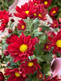 Heirloom Yellow & Red Chrysanthemum morifolium Flower seeds for Planting - Colorful Display, Heirloom & GMO Free Seeds for Home Garden