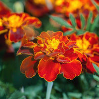 Patula Flower seeds for Planting Long Bloom Season Heirloom & GMO Free Seeds for Home Garden 
 
 Sale for planting in home garden