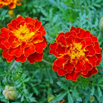 Red White Marigold Flower Seeds for Planting Garden Favorite Heirloom & GMO Free Seeds for Home Garden
 
 Sale