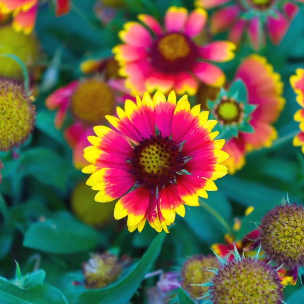Heirloom Gaillardia Flower seeds for Planting Cottage Garden Essential Heirloom & GMO Free Seeds for Home Garden