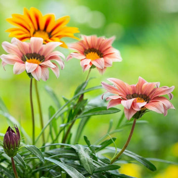 Light Pink Orange Gazania Flower Seeds for Planting Drought Tolerant Heirloom & GMO Free Seeds for Home Garden
 
 Sale
