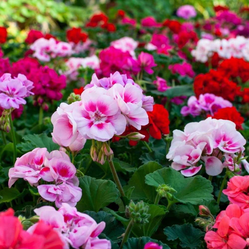 Geranium Pink Flower Planting Seeds for a Vibrant Garden